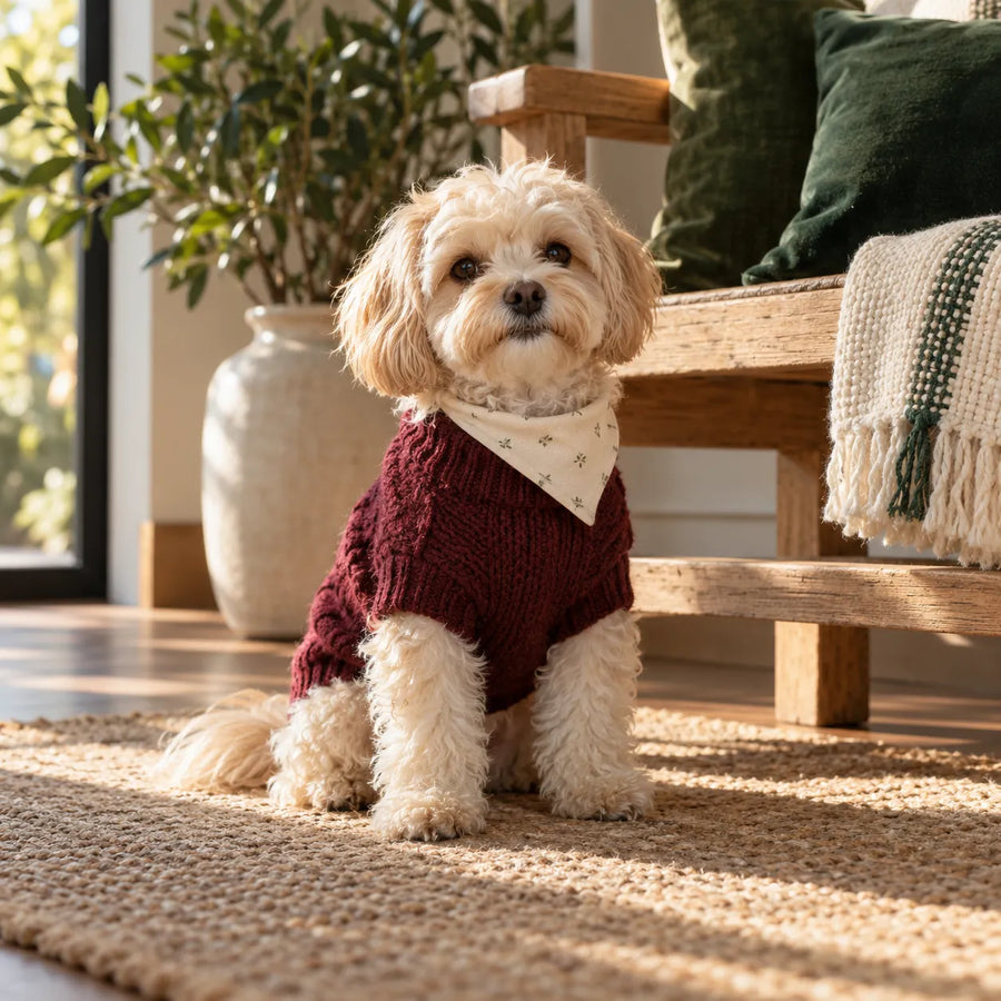 Small cream dog wearing a burgundy sweater and cream bandana