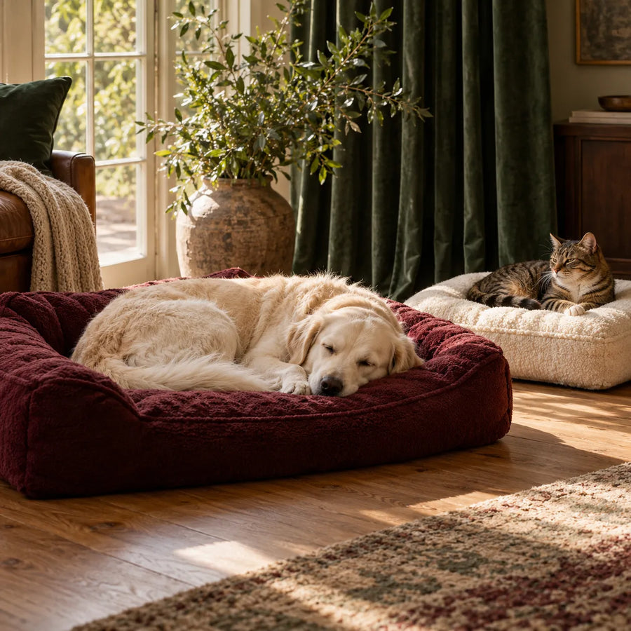 Dog and cat relaxing in cozy pet beds