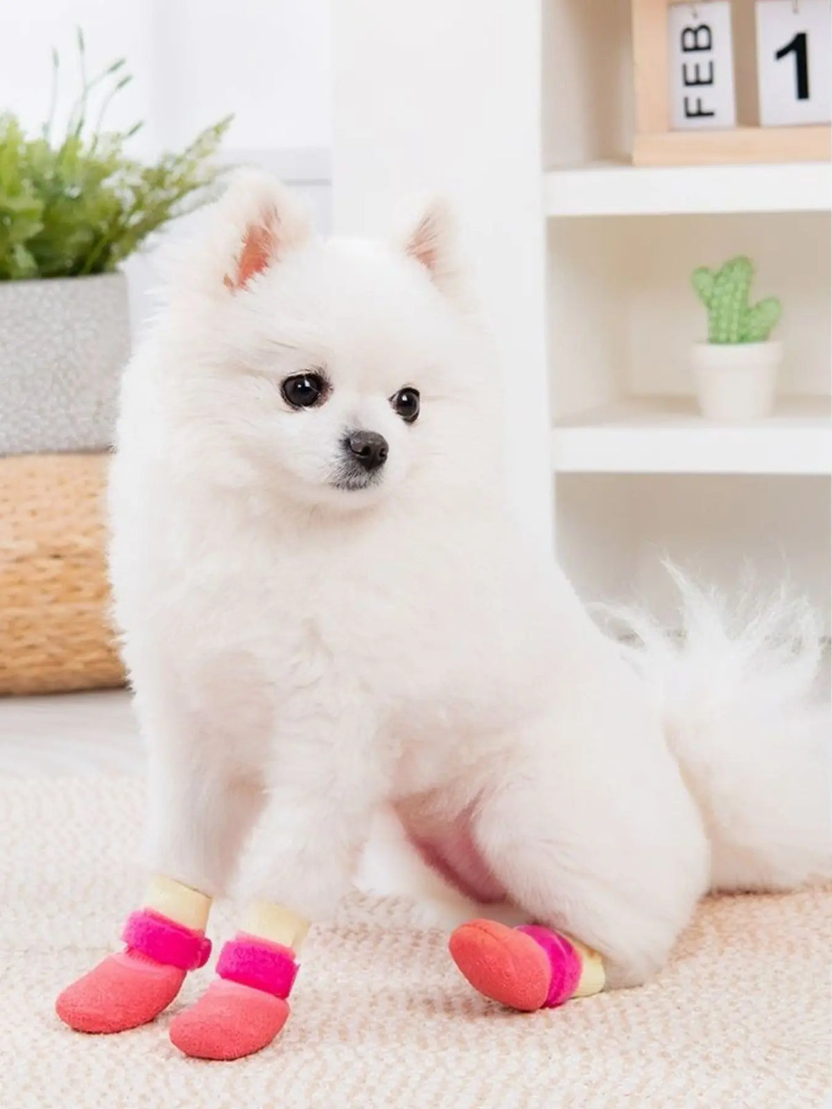 Pet Shoes — 4-Piece Set — photo 5